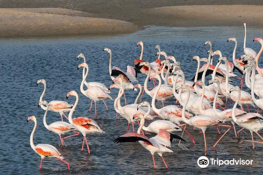 Ras Al Khor Wildlife Sanctuary