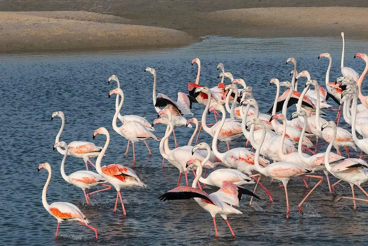 Hotels near Ras Al Khor Wildlife Sanctuary