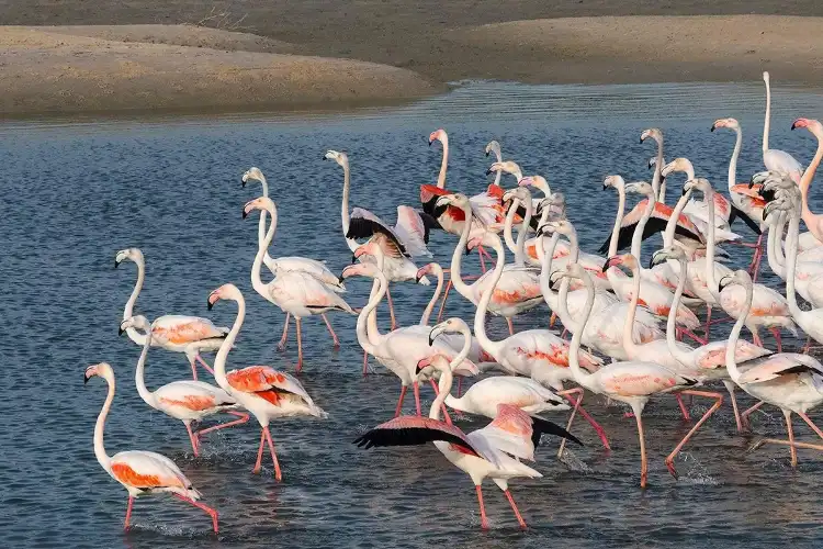 Hotels in der Nähe von Ras Al Khor Wildlife Sanctuary