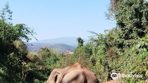 the north of thailand elephant camp