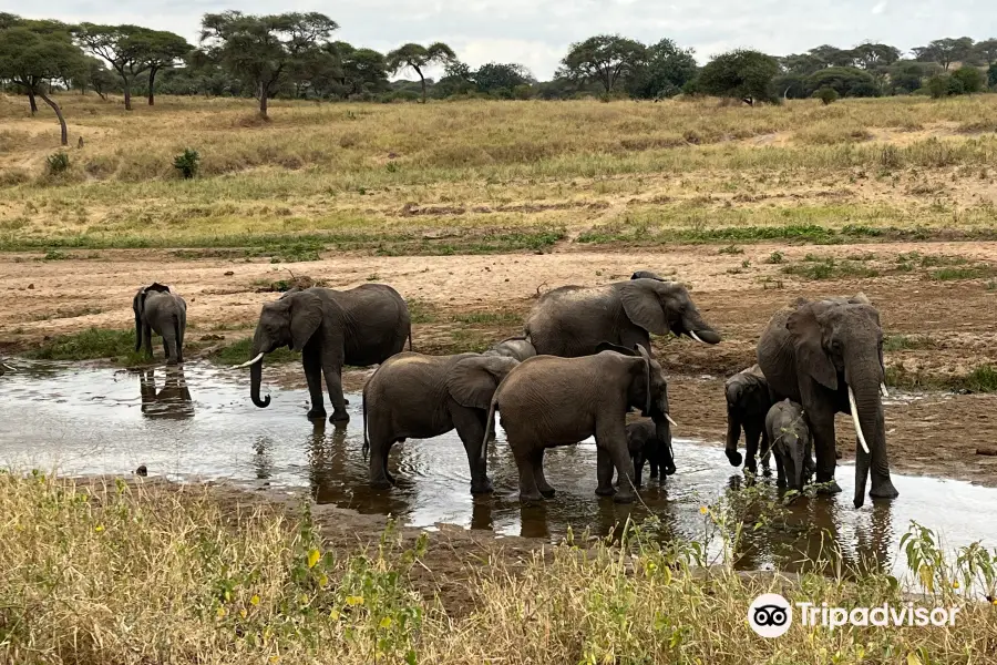 Kibowhy Safaris