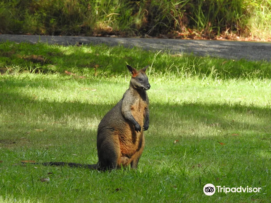 3_Ku-ring-gai Wildflower Garden