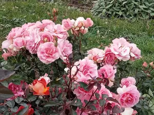 Government Rose Garden