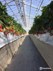 Takada Strawberry Farm