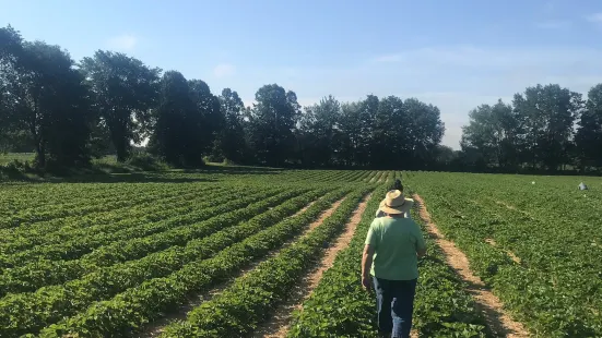 McLean Berry Farm