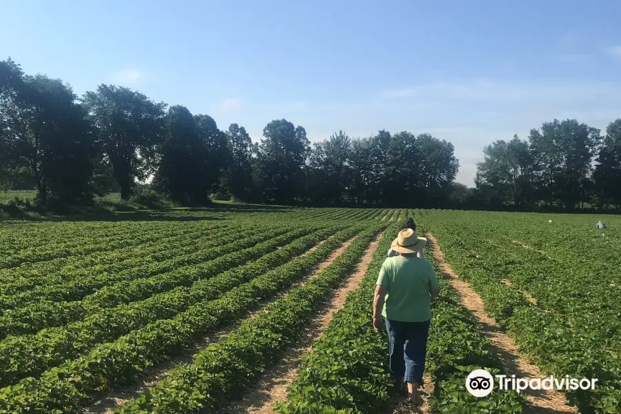 McLean Berry Farm