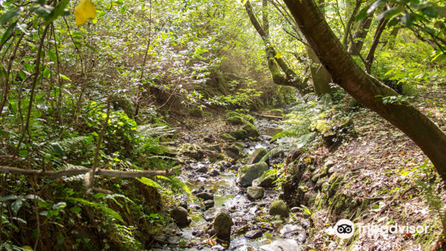 Oakfield Glen and Bashfordsland Wood