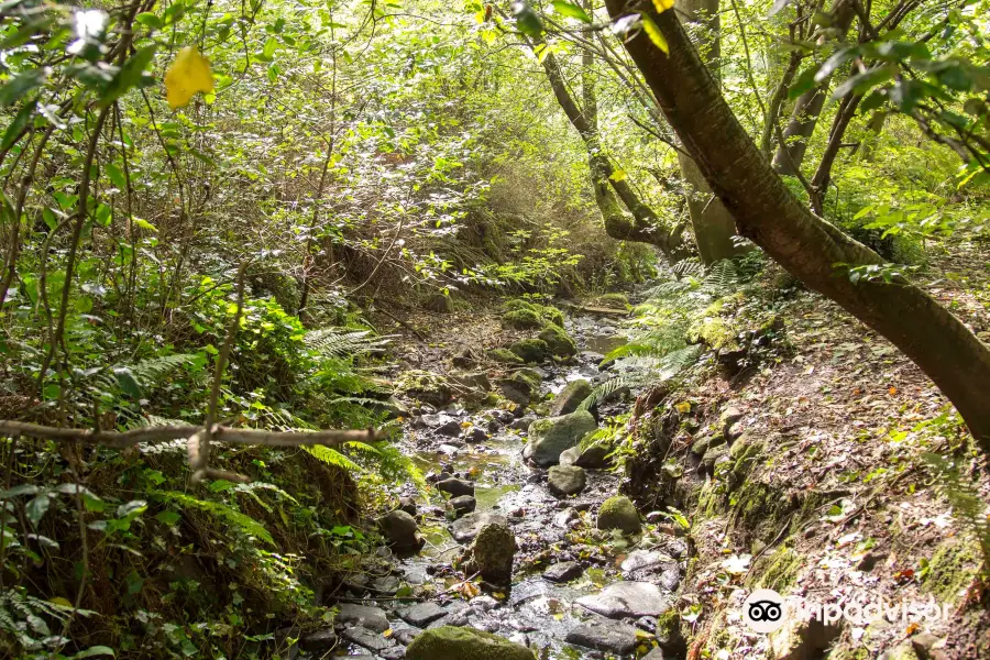 Bashfordsland Wood and Oakfield Glen