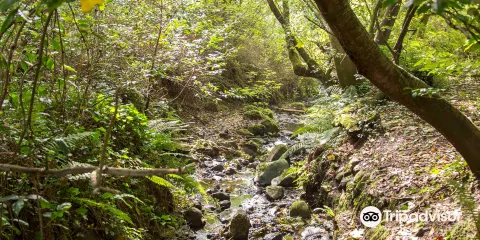 Bashfordsland Wood and Oakfield Glen