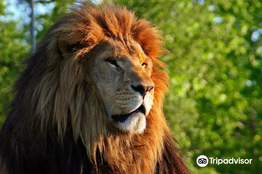 Animal Park at the Conservators Center