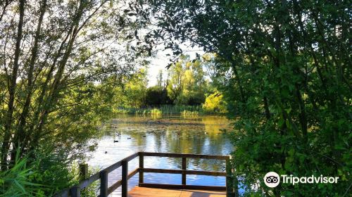 Bedfont Lakes Country Park