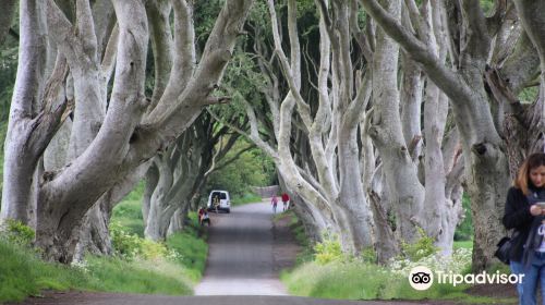 The Dark Hedges