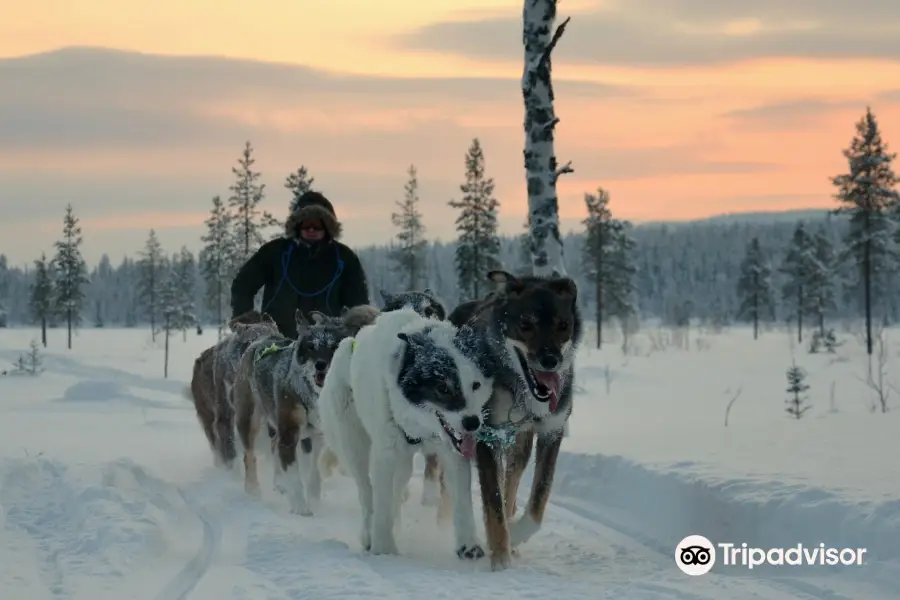 Burning Snow Mushing and more