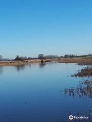 Natuurgebied Dintelse Gorzen