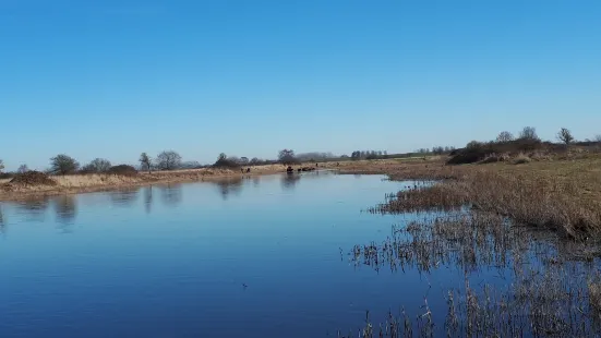 Natuurgebied Dintelse Gorzen