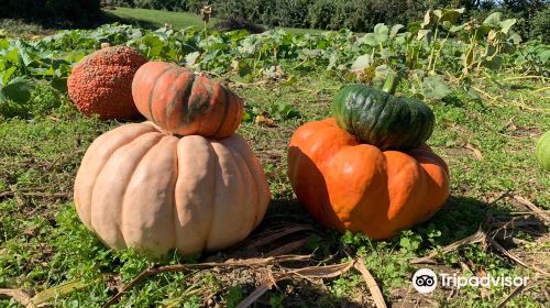 Eckert's Orchard