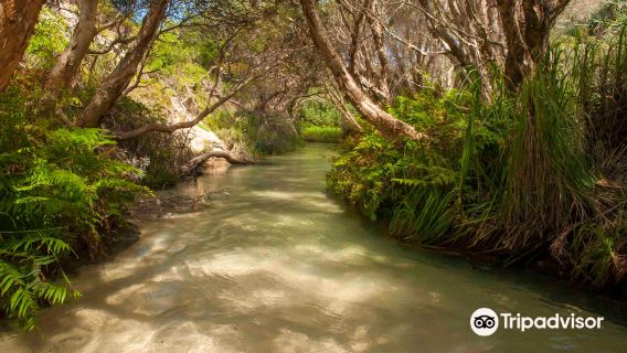 Eli Creek
