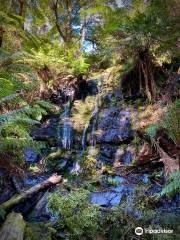 Tarra-Bulga National Park