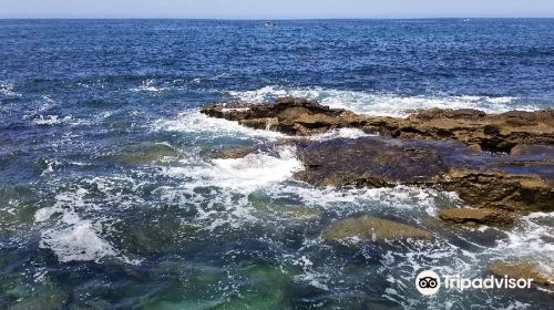 Children's Pool La Jolla