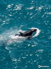 Wings Over Whales | Kaikoura Whale Watching