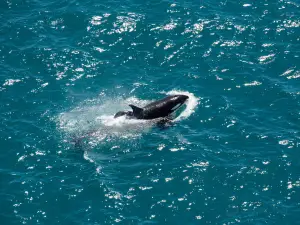 Wings Over Whales | Kaikoura Whale Watching