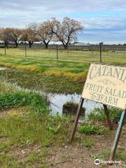 Catania Fruit Salad Farm