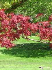 Brueckner Rhododendron Gardens