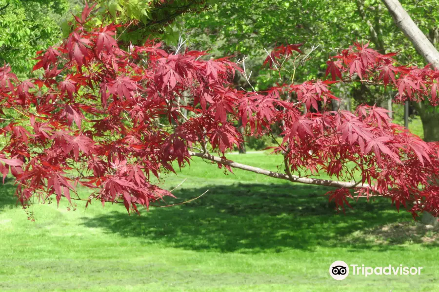 Brueckner Rhododendron Gardens