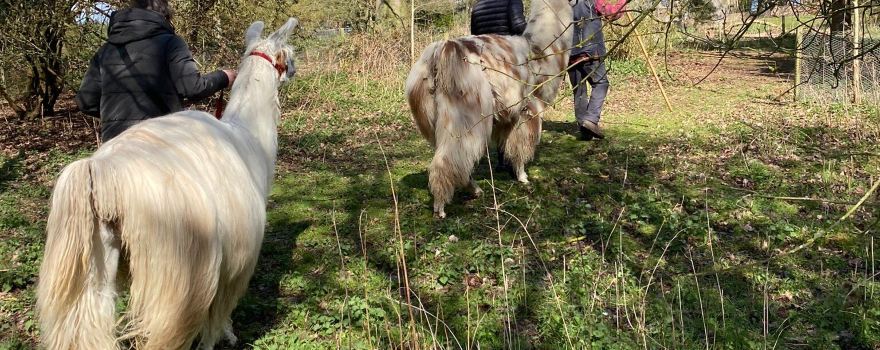 Norfolk Llamas