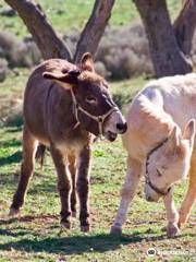 Donkeysland