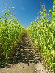 Corn Maze on Wolfe Island