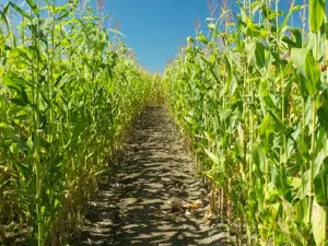 Corn Maze on Wolfe Island