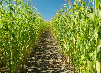 Corn Maze on Wolfe Island