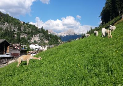 Alpaca Val Gardena