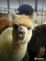 Gibraltar Bay Alpaca Farm