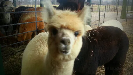 Gibraltar Bay Alpaca Farm