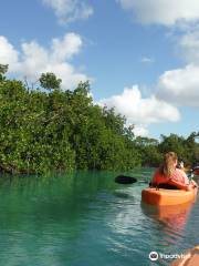 Mangrove