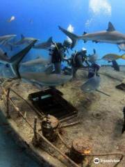 Reef Oasis Dive Club