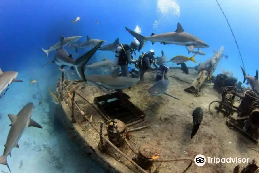 Reef Oasis Dive Club