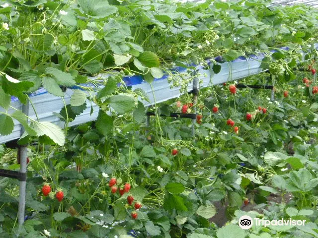 Strawberry Picking Washino plantation