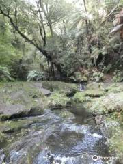 Kaharoa Kokako Track