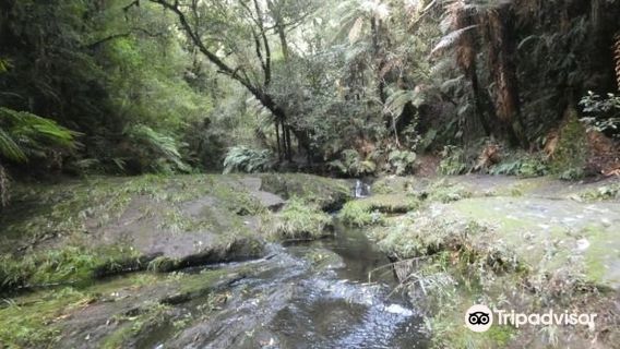 Kaharoa Kokako Track