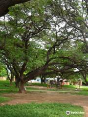 Parque De Los Algarrobillos.