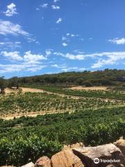 Cape Naturaliste Vineyard