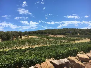 Cape Naturaliste Vineyard