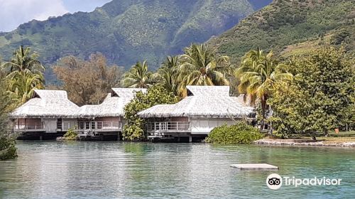 Moorea Dolphin Center