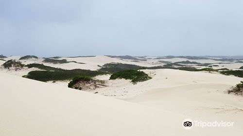 Seaside Dunes