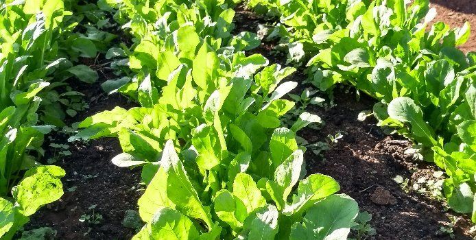 Agroecologia Ferrari