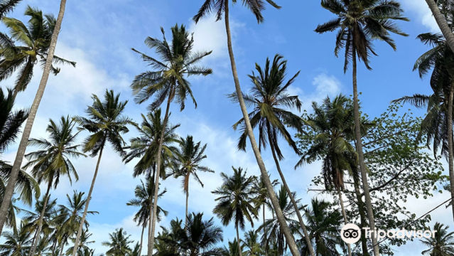 ZANZIBAR JJ ADVENTURE