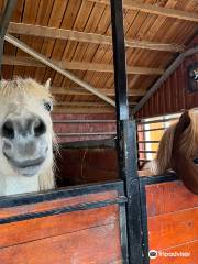 Sturlureykir Horses/Visiting HorseFarm